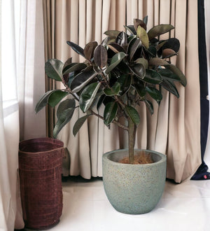 Rubber Tree paired with- egg pot - large grey