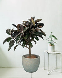 Rubber Tree - egg pot - large grey - Potted plant - Tumbleweed Plants - Online Plant Delivery Singapore
