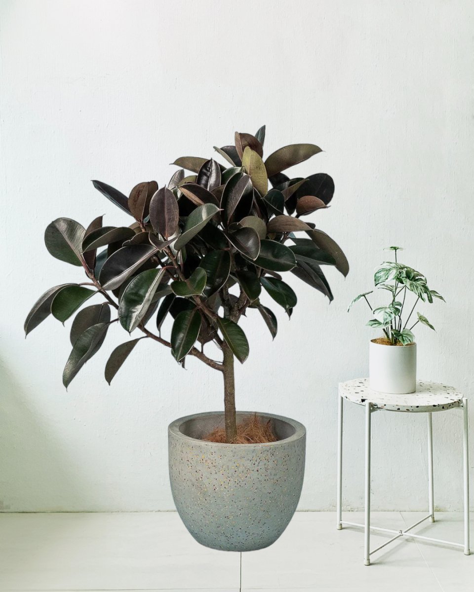 https://tumbleweedplants.com/cdn/shop/products/rubber-tree-egg-pot-large-grey-potted-plant-tumbleweed-plants-236728.jpg?v=1695695240&width=1200