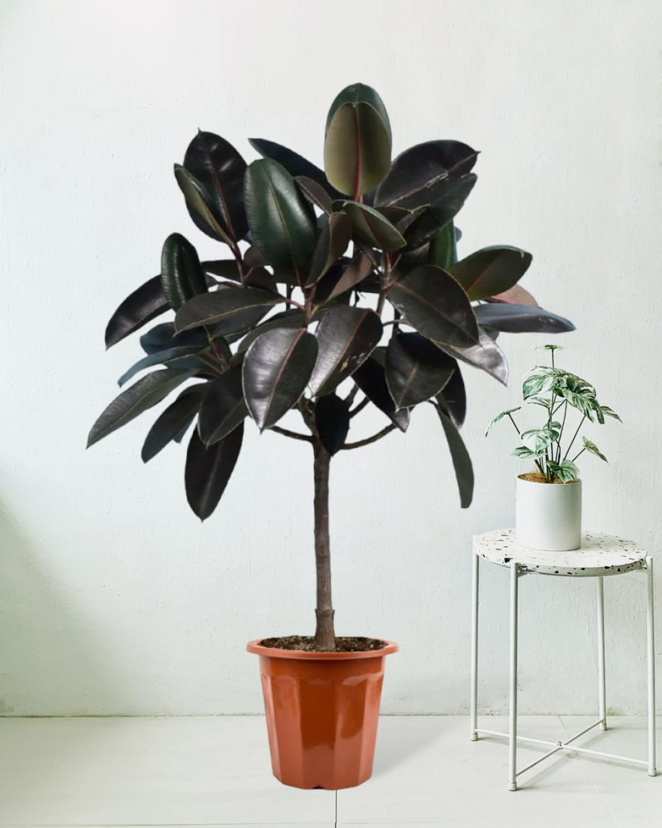 Rubber Tree - grow pot - Potted plant - Tumbleweed Plants - Online Plant Delivery Singapore