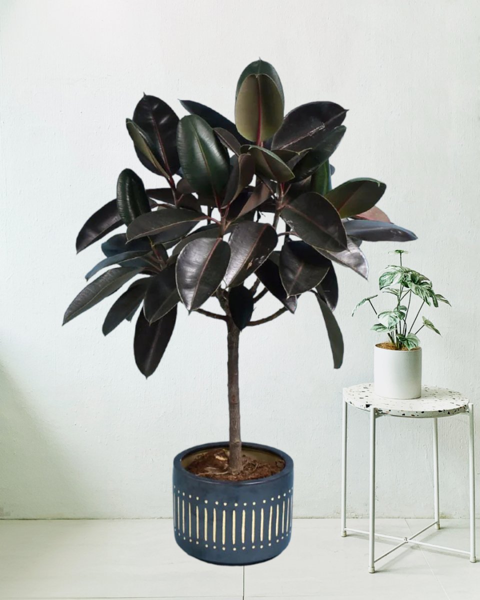 Rubber Tree - large pocky pot - black - Potted plant - Tumbleweed Plants - Online Plant Delivery Singapore