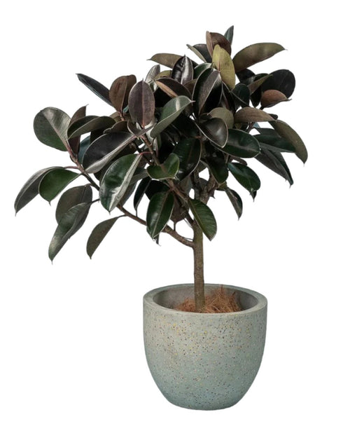 Rubber Tree - large resin planter - white/black - Potted plant - Tumbleweed Plants - Online Plant Delivery Singapore