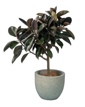 Rubber Tree paired with egg pot - large grey