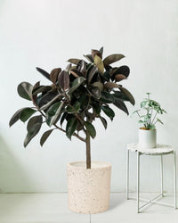 Rubber Tree - large white cylinder terrazzo - Potted plant - Tumbleweed Plants - Online Plant Delivery Singapore