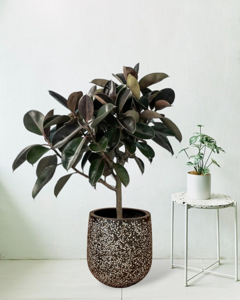 Rubber Tree - tulip pot black - Potted plant - Tumbleweed Plants - Online Plant Delivery Singapore