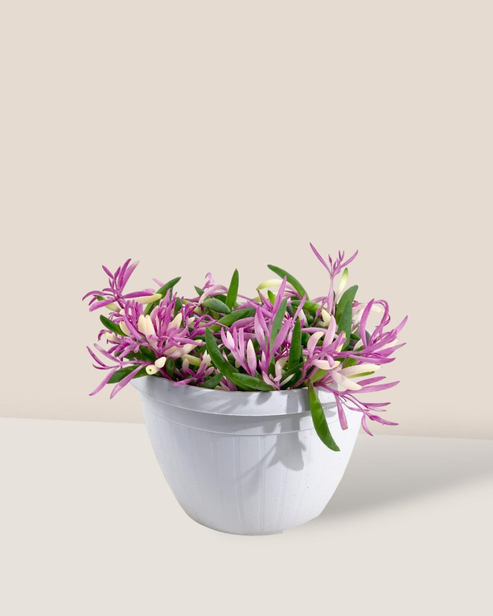 Ruby Necklace - grow pot - Potted plant - Tumbleweed Plants - Online Plant Delivery Singapore