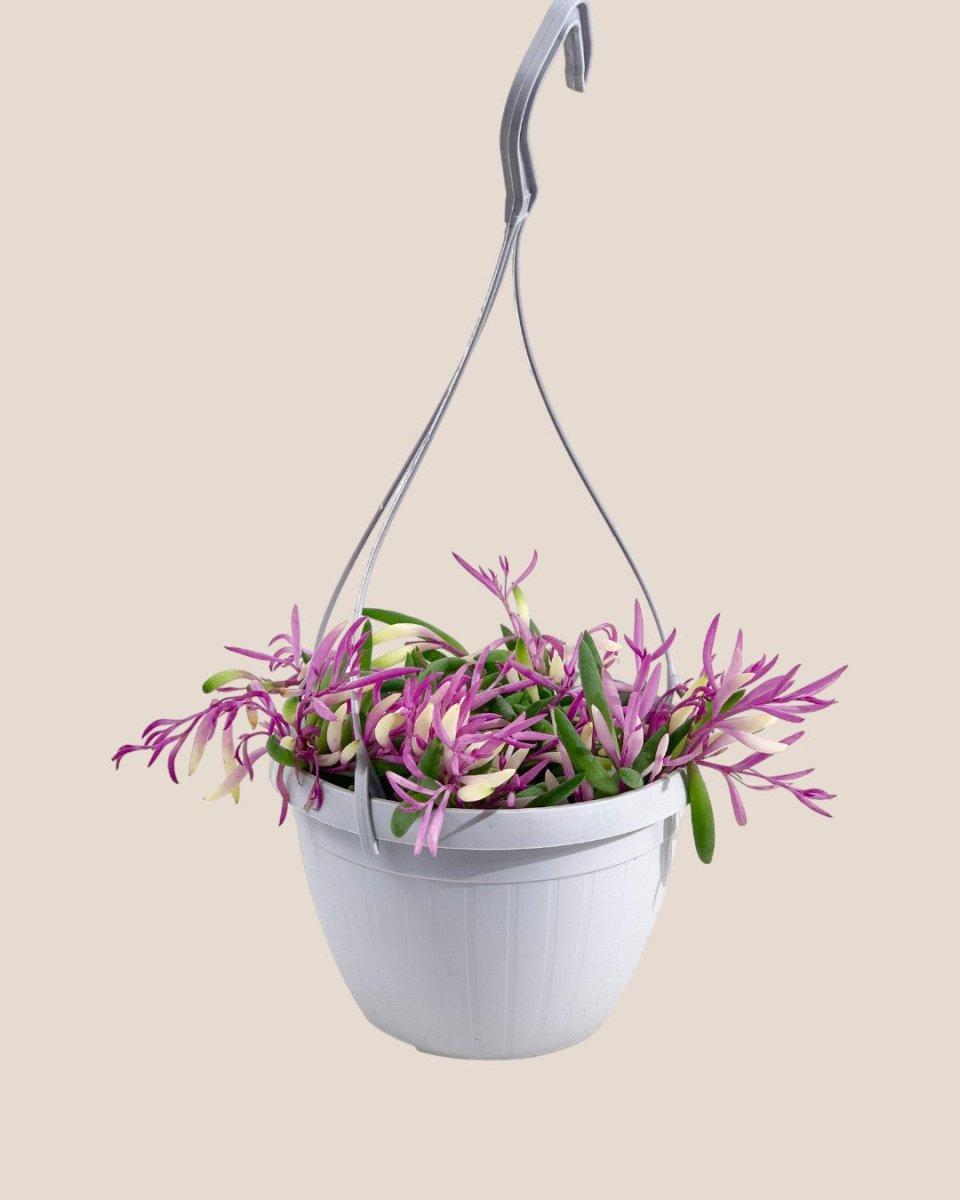 Ruby Necklace - grow pot - Potted plant - Tumbleweed Plants - Online Plant Delivery Singapore