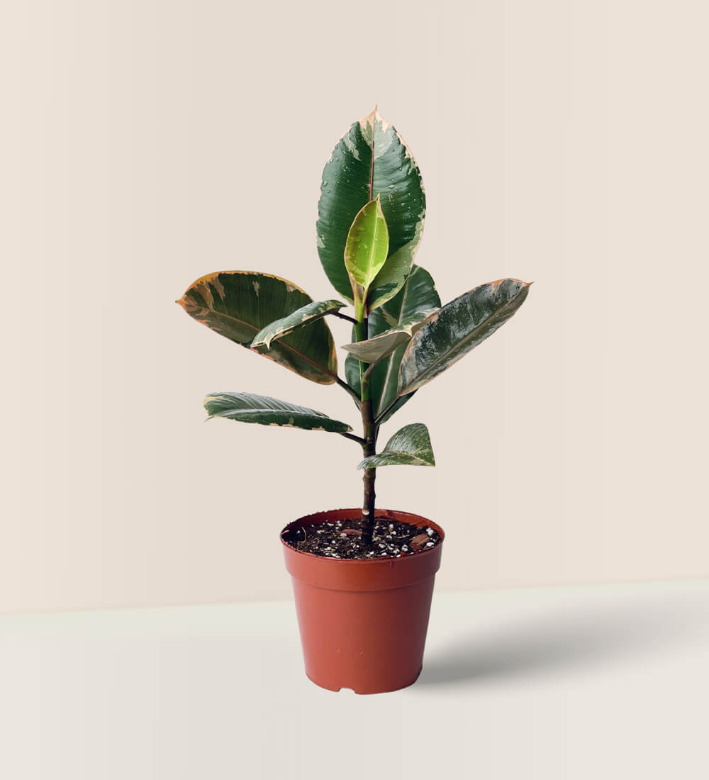 Ruby Rubber Plant in Dash Planter - grow pot - Gifting plant - Tumbleweed Plants - Online Plant Delivery Singapore