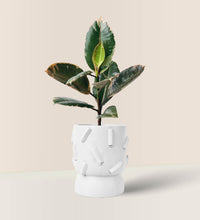 Ruby Rubber Plant in Dash Planter - white dash planter - Gifting plant - Tumbleweed Plants - Online Plant Delivery Singapore