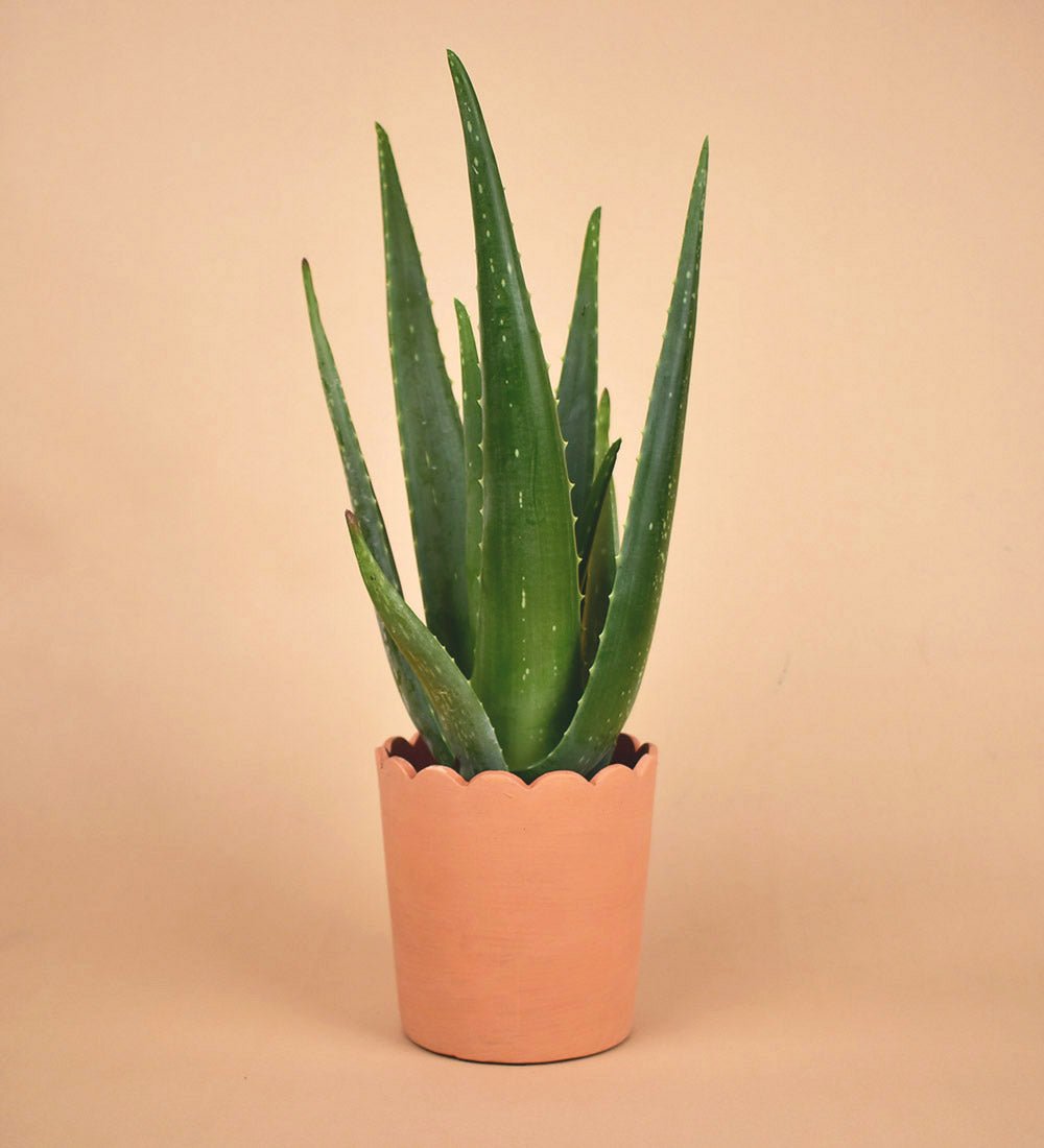 Ruffled Rim Terracotta Pot - Pot - Tumbleweed Plants - Online Plant Delivery Singapore
