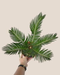 Sago Palm - 45 cm - loreto planters - large/apricot - Just plant - Tumbleweed Plants - Online Plant Delivery Singapore