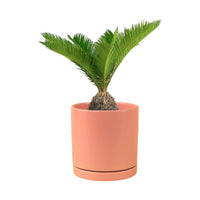 Sago Palm (0.4m)