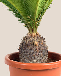 Sago Palm - 60 cm - grow pot - Just plant - Tumbleweed Plants - Online Plant Delivery Singapore