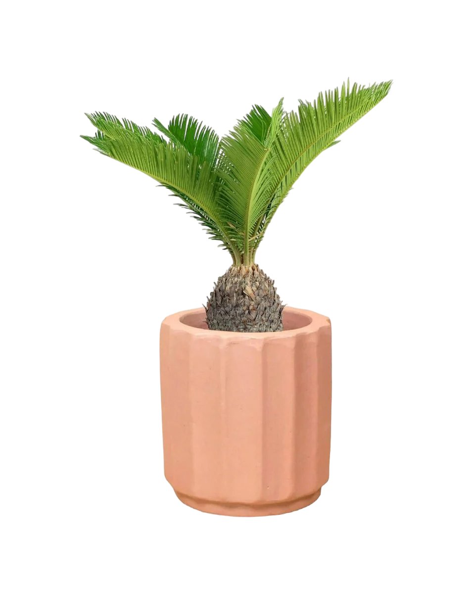 Sago Palm - 60 cm - roman planter - almond - Just plant - Tumbleweed Plants - Online Plant Delivery Singapore