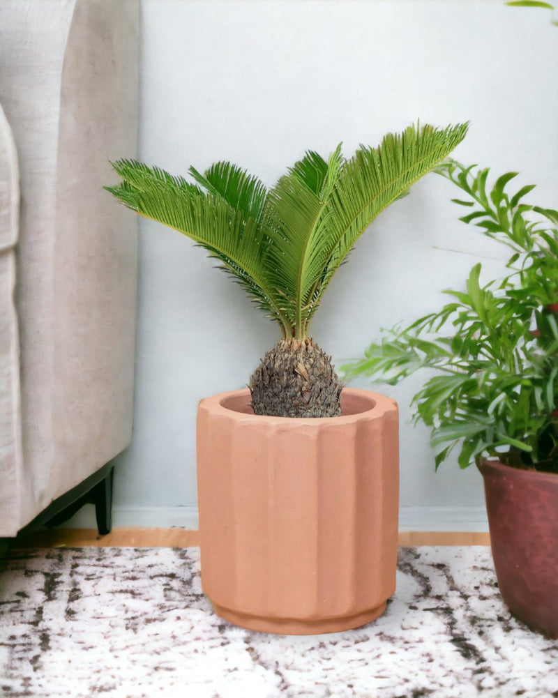 Sago Palm - 60 cm - roman planter - almond - Just plant - Tumbleweed Plants - Online Plant Delivery Singapore