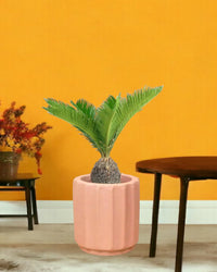 Sago Palm - 60 cm - roman planter - almond - Potted plant - Tumbleweed Plants - Online Plant Delivery Singapore