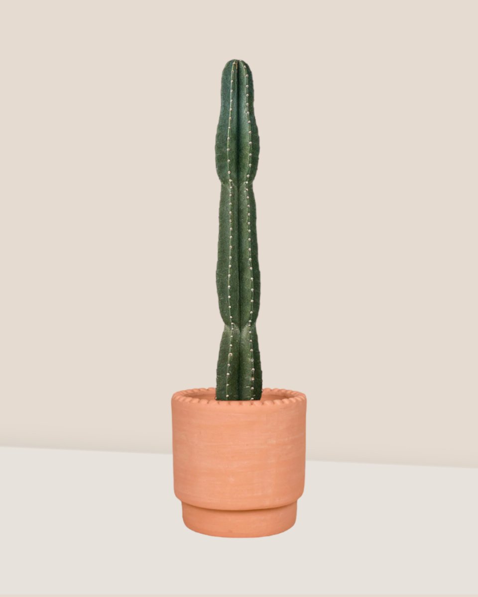 San Pedro Cactus - dotted rim terracotta pot - Just plant - Tumbleweed Plants - Online Plant Delivery Singapore