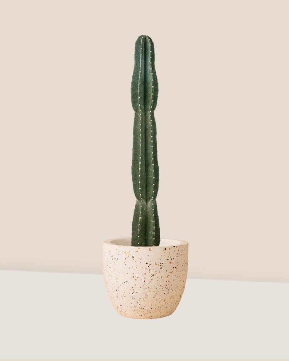 San Pedro Cactus - egg pots - large/white - Just plant - Tumbleweed Plants - Online Plant Delivery Singapore
