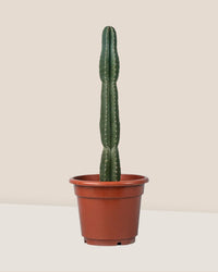 San Pedro Cactus - grow pot - Just plant - Tumbleweed Plants - Online Plant Delivery Singapore