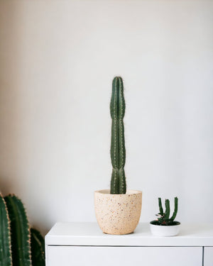 San Pedro Cactus paired with egg pots - large/white