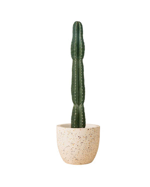 San Pedro Cactus paired with egg pots - large/white