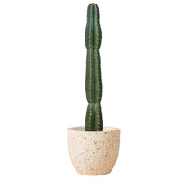 San Pedro Cactus