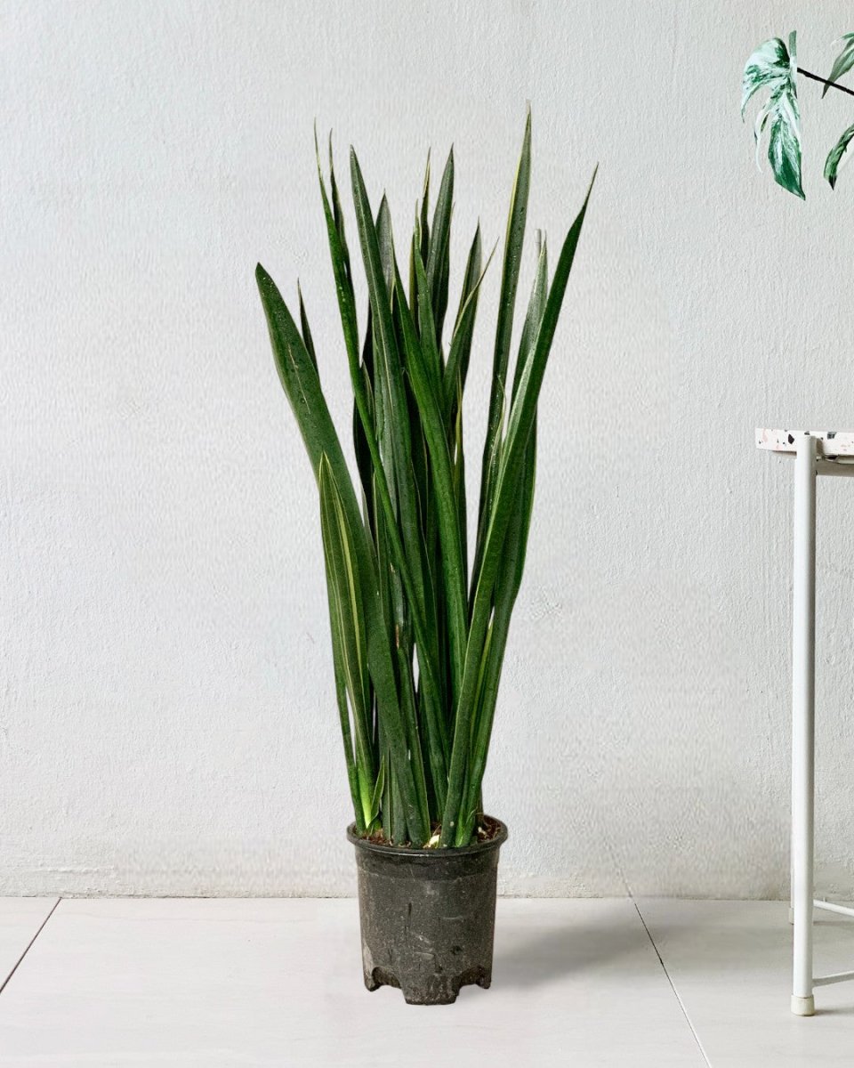 Sansevieria Black Gold - grow pot - Potted plant - Tumbleweed Plants - Online Plant Delivery Singapore