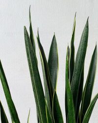 Sansevieria Black Gold - grow pot - Potted plant - Tumbleweed Plants - Online Plant Delivery Singapore