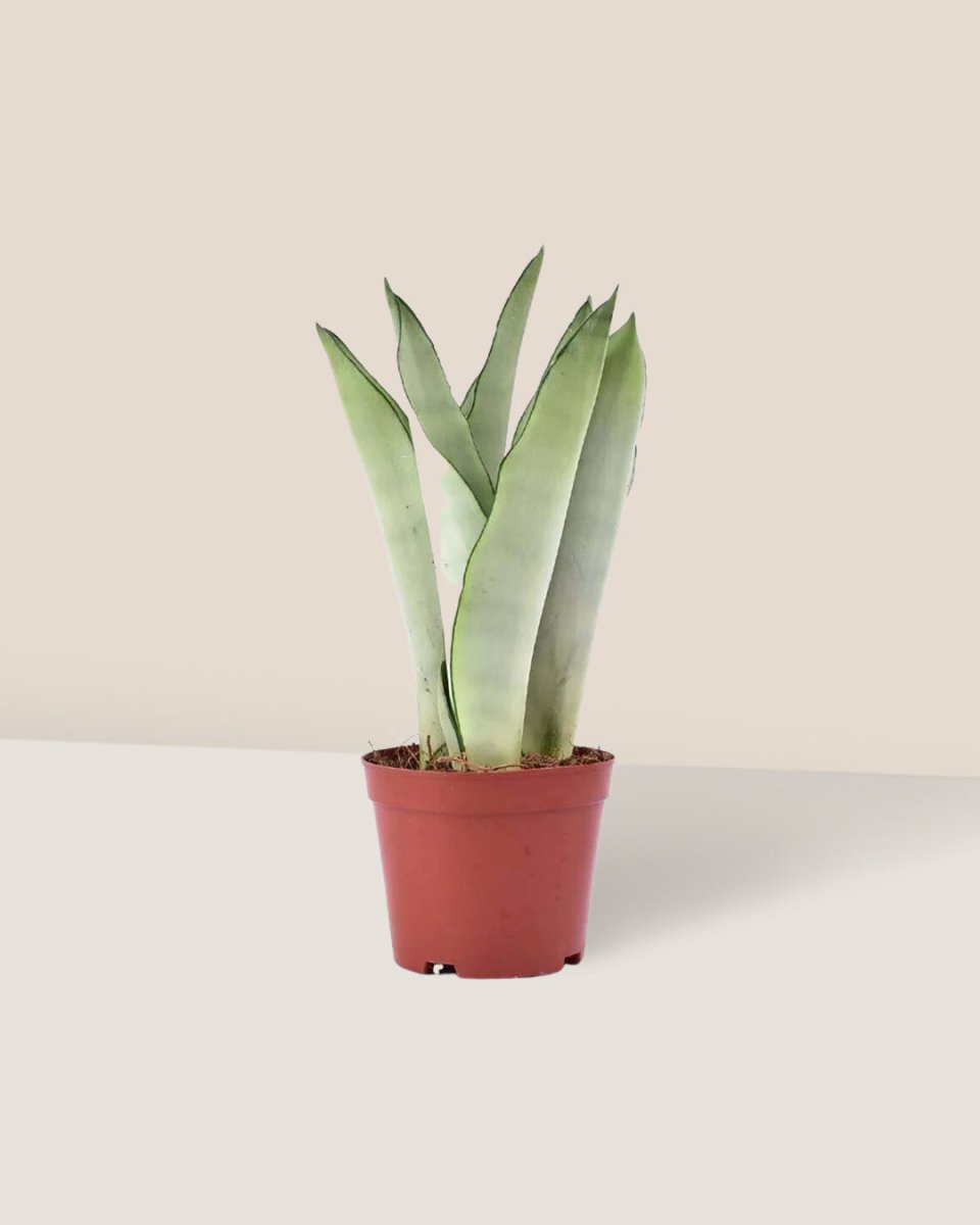 Sansevieria Moonshine - grow pot - Potted plant - Tumbleweed Plants - Online Plant Delivery Singapore