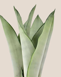 Sansevieria Moonshine - grow pot - Potted plant - Tumbleweed Plants - Online Plant Delivery Singapore