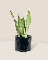 Sansevieria Moonshine - pocky pot - black - Potted plant - Tumbleweed Plants - Online Plant Delivery Singapore