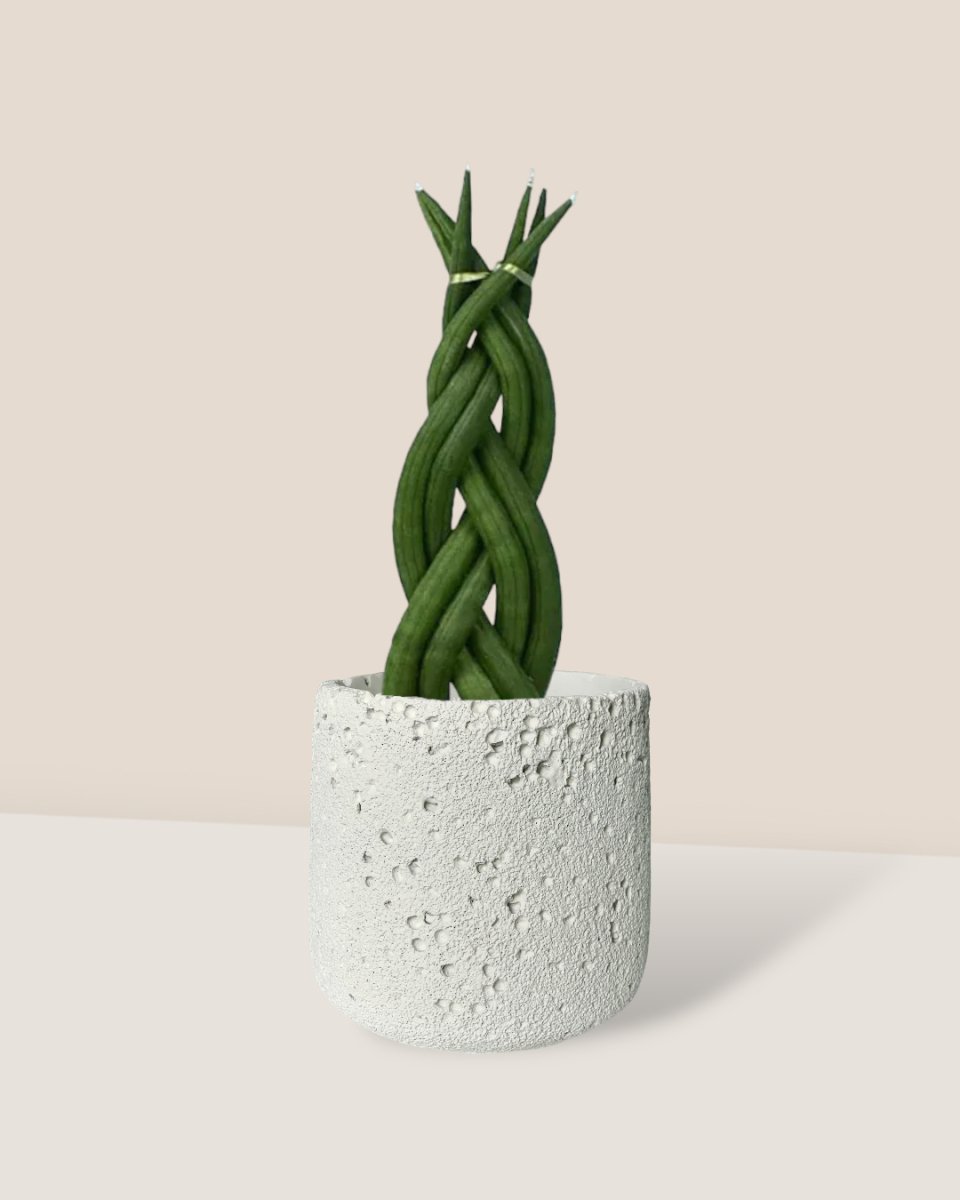 Sansevieria Skyline Twist - coarse cylinder planter - white - Potted plant - Tumbleweed Plants - Online Plant Delivery Singapore