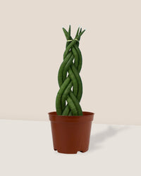 Sansevieria Skyline Twist - grow pot - Potted plant - Tumbleweed Plants - Online Plant Delivery Singapore