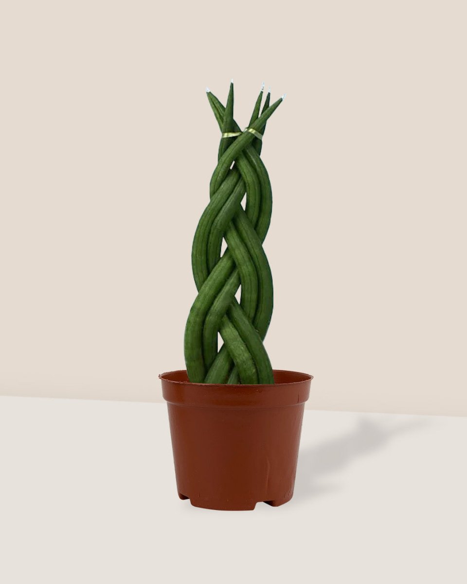 Sansevieria Skyline Twist - grow pot - Potted plant - Tumbleweed Plants - Online Plant Delivery Singapore