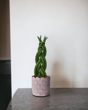 Sansevieria Skyline Twist paired with jacopo planter - medium