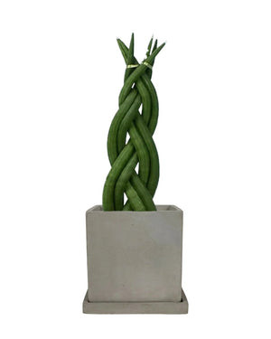 Sansevieria Skyline Twist paired with smoffy cement planter - square