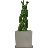 Sansevieria Skyline Twist