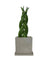 Sansevieria Skyline Twist