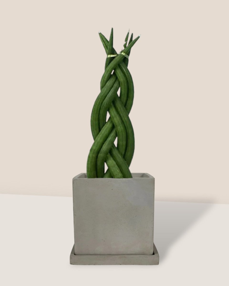 Sansevieria Skyline Twist - smoffy cement planter - square - Potted plant - Tumbleweed Plants - Online Plant Delivery Singapore