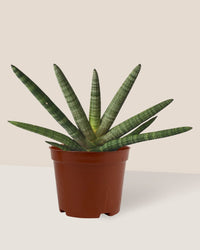 Sansevieria Starfish - grow pot - Potted plant - Tumbleweed Plants - Online Plant Delivery Singapore