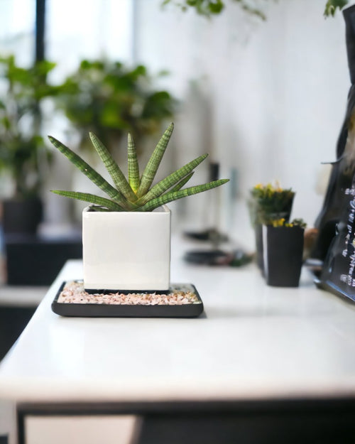 Sansevieria Starfish paired with bondi cube