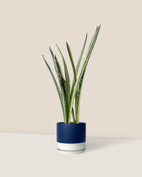 Sansevieria Trifasciata 'Bantel's Sensation' - blue white two tone pot - Just plant - Tumbleweed Plants - Online Plant Delivery Singapore