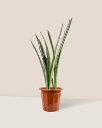Sansevieria Trifasciata 'Bantel's Sensation' - grow pot - Just plant - Tumbleweed Plants - Online Plant Delivery Singapore