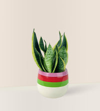 Sansevieria Trifasciata 'Futura Superba' - poppy planter - Potted plant - Tumbleweed Plants - Online Plant Delivery Singapore
