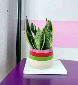 Sansevieria Trifasciata 'Futura Superba' - poppy planter - Potted plant - Tumbleweed Plants - Online Plant Delivery Singapore
