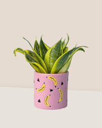 Sansevieria Trifasciata ‘Golden Hahnii’ - banana pot pink - Potted plant - Tumbleweed Plants - Online Plant Delivery Singapore