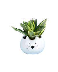Sansevieria Trifasciata ‘Golden Hahnii’ - birthday bash: piggy planter - Potted plant - Tumbleweed Plants - Online Plant Delivery Singapore