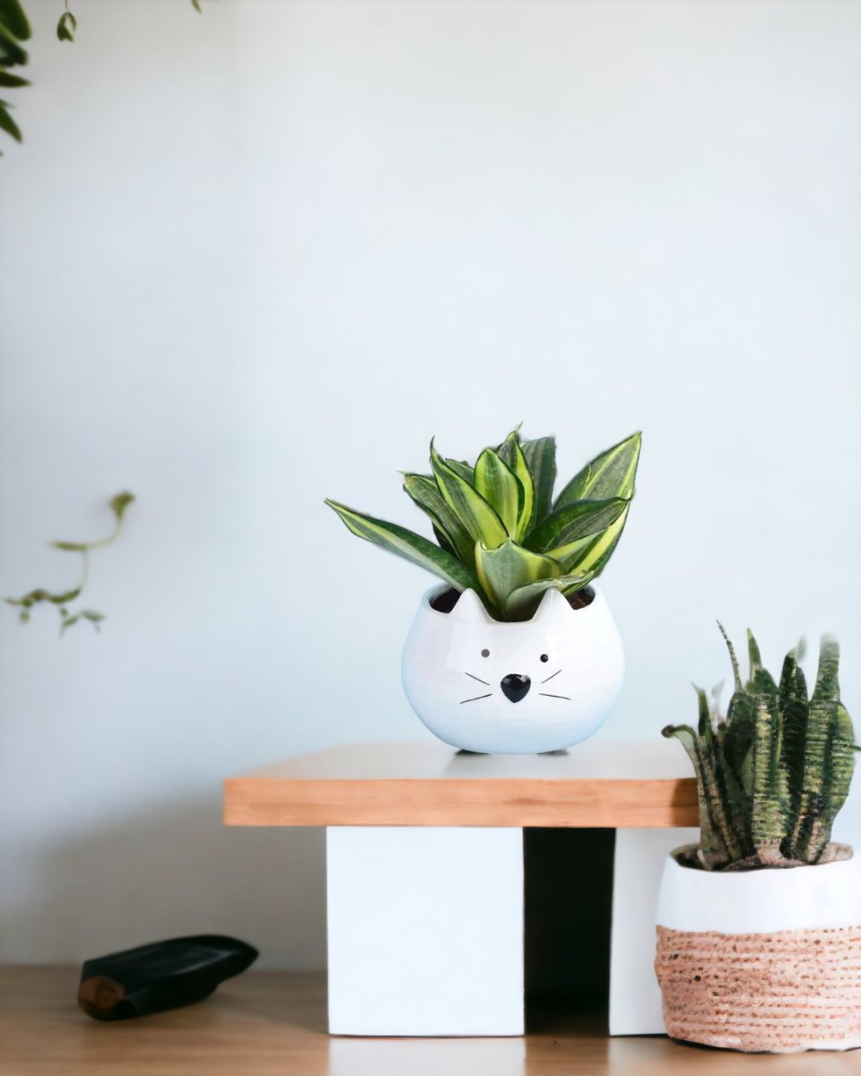Sansevieria Trifasciata ‘Golden Hahnii’ - kitty planter - Potted plant - Tumbleweed Plants - Online Plant Delivery Singapore