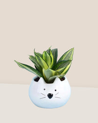 Sansevieria Trifasciata ‘Golden Hahnii’ - kitty planter - Potted plant - Tumbleweed Plants - Online Plant Delivery Singapore