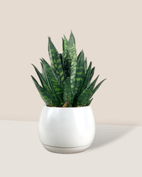 Sansevieria Trifasciata ‘Hahnii Crested’ - addie planter - large/white - Potted plant - Tumbleweed Plants - Online Plant Delivery Singapore